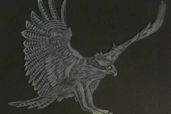 AlanBrimson-Osprey