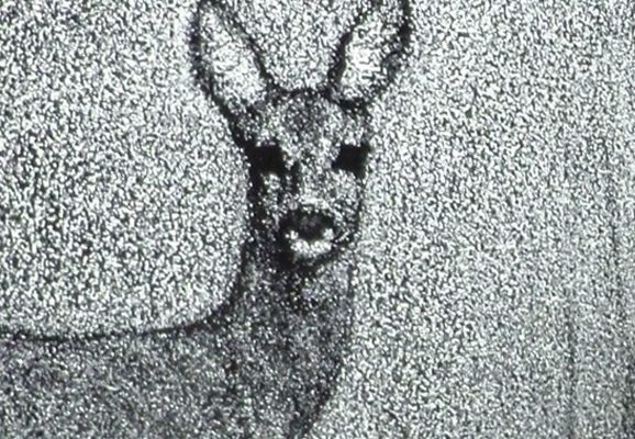 AmiKitsuda-IntheMorningForest-detail
