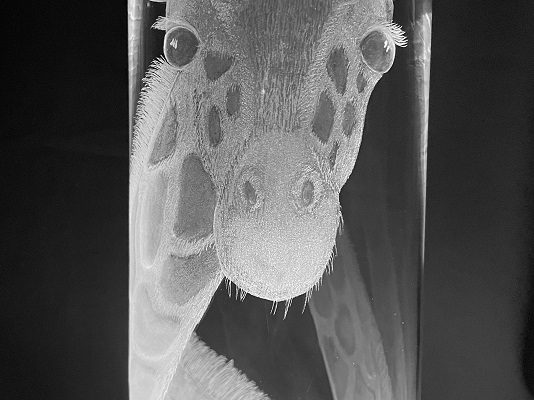 KateKyne-Giraffe