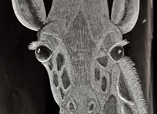 KateKyne-GiraffeHelix-CloseUp