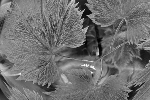 KateKyne-GrapeVine-CloseUp