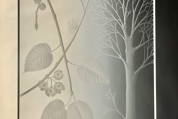 AlisonKinnaird-Elm-PhotoAKinnaird