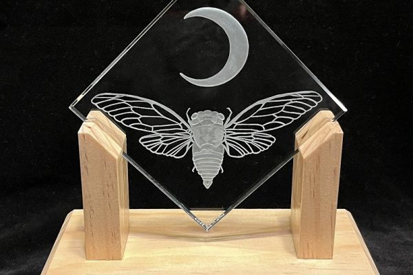 CecileDerel-CicadaAndMoon-PhotoCDerel